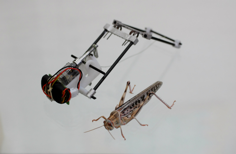 This Locust Robot Jumps 3 Metres High And Could Scour Disaster Zones