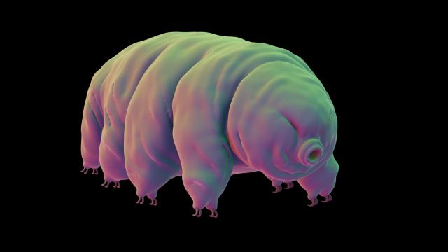 Tardigrades Survive Intense Deyhdration By Coating Themselves In Glass