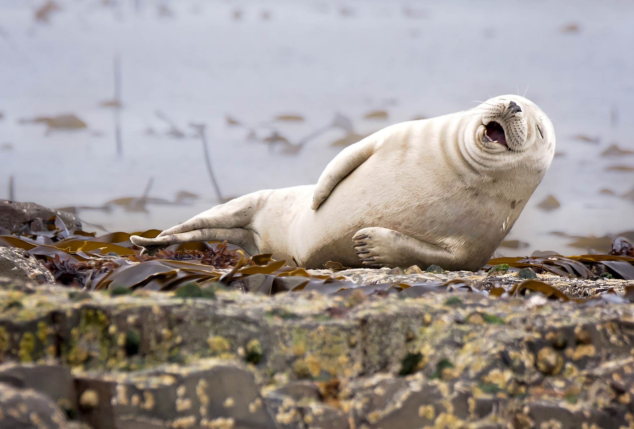 These Are The Winners Of The 2015 Comedy Wildlife Awards