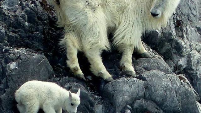 An Ode To The Magnificent Feet Of Mountain Goats