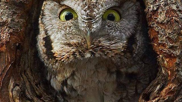 Gaze Deeply Into The Eyes Of This Soul-Eating Owl 