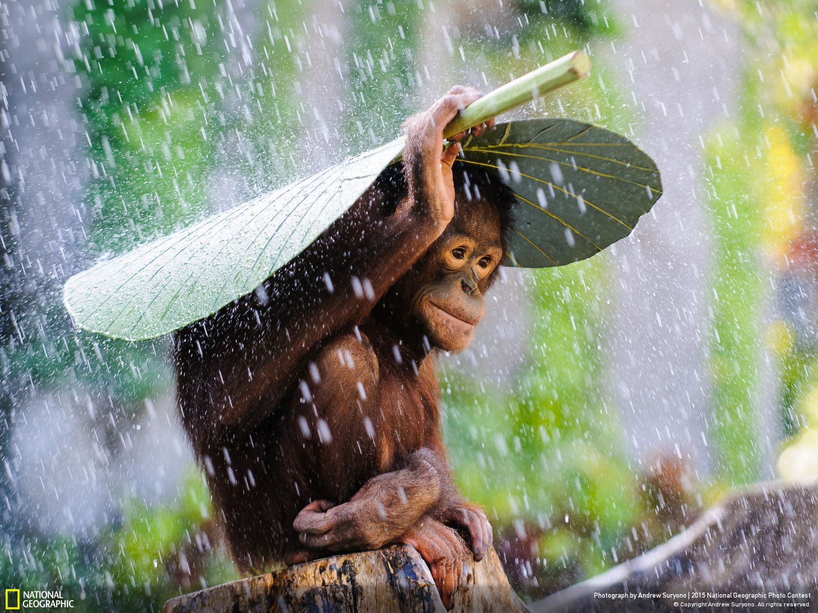 Aussie Photographer Wins National Geographic’s 2015 Photo Contest