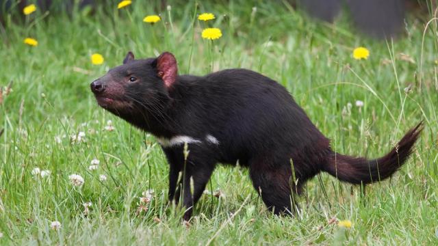 New Strain Of Contagious Cancer Discovered In Australia’s Tasmanian Devils