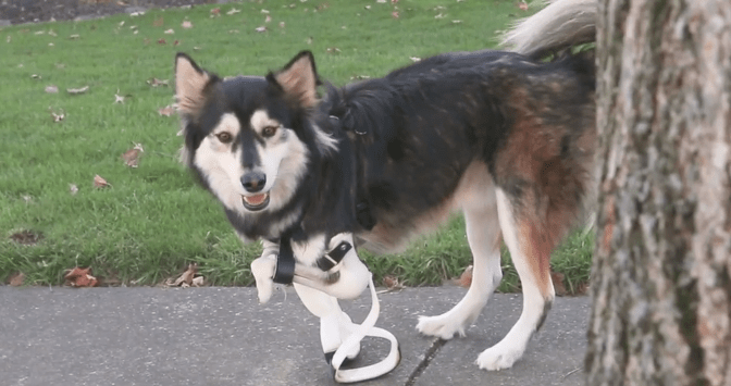 Derby, The Adorable Cybernetic Dog, Just Got A Major Upgrade