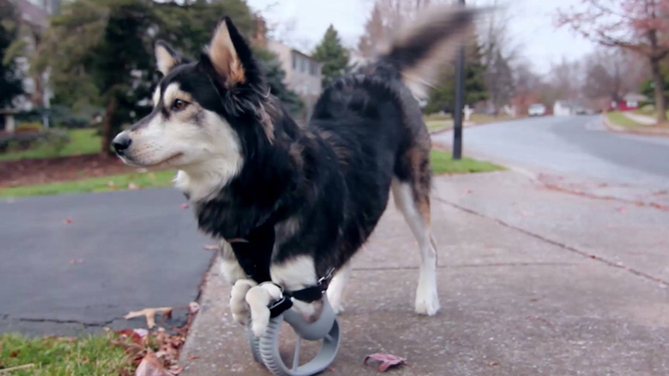 Derby, The Adorable Cybernetic Dog, Just Got A Major Upgrade