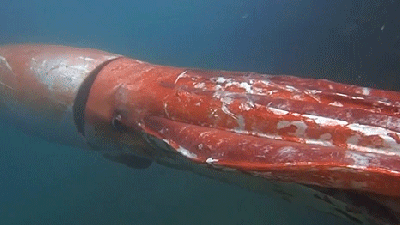 This Giant Squid Looks Like A Robot Missile Lurking In The Ocean