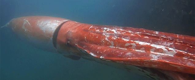 This Giant Squid Looks Like A Robot Missile Lurking In The Ocean