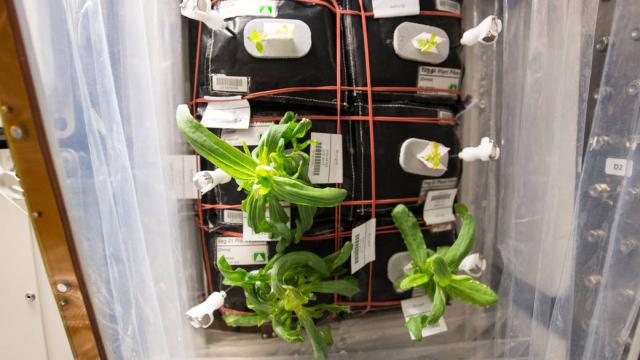 Astronauts’ Veggie Garden In Space Is About To Grow A Burst Of Colour