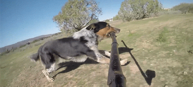 A Dog Jumping Around While Holding A Selfie Stick In Its Mouth Is The Greatest Thing