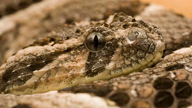 This Venomous Snake Is The First Animal Suspected To Be Completely Scentless