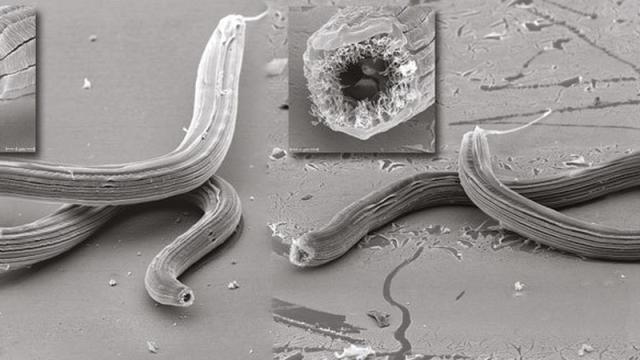 Newly Discovered Worm’s Mouth Morphs Into 5 Radically Different Shapes