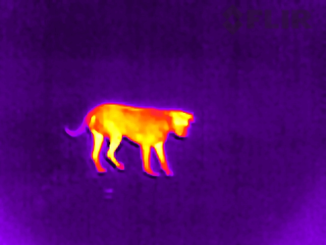 Buy FLIR’s Tiny New Thermal Camera If You Want To Spy On Your Dog