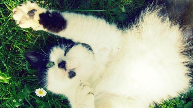 We’ve Been Completely Wrong About How Cats Get Their Black-And-White Spots