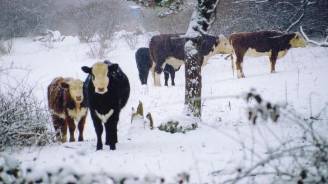 35,000 Dairy Cows Were Buried Alive By A Freak Blizzard In Texas