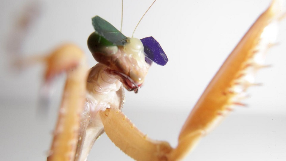 Scientists Gave Praying Mantises Tiny 3D Glasses To Prove They Have 3D Vision