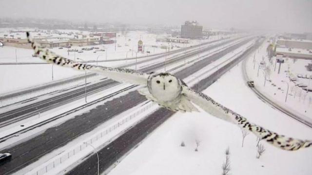 A Traffic Camera Captured This Gorgeous Shot Of A Snowy Owl In Flight