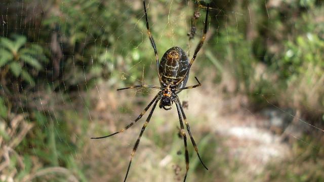 Spider Silk Is Even More Incredible Than We Thought