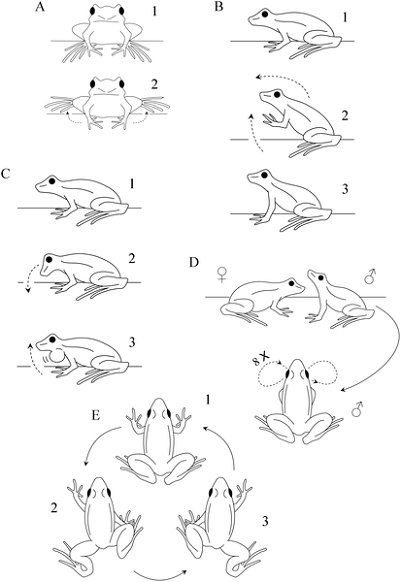 These Frogs Do Awkward Dance Numbers To Find A Mate