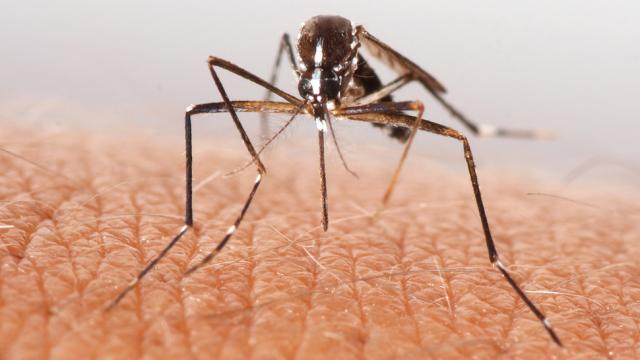 New Evidence Suggests Link Between Mosquito-Borne Virus And Birth Defects