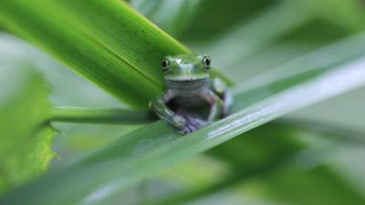 Not All Frogs Are Doomed By That Deadly Amphibian Fungus