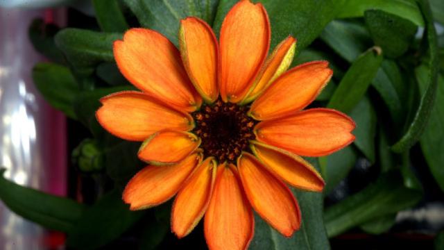 This Is The First Flower Grown In Space