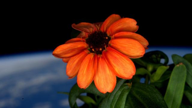 Astronauts Almost Killed Their First Flowers