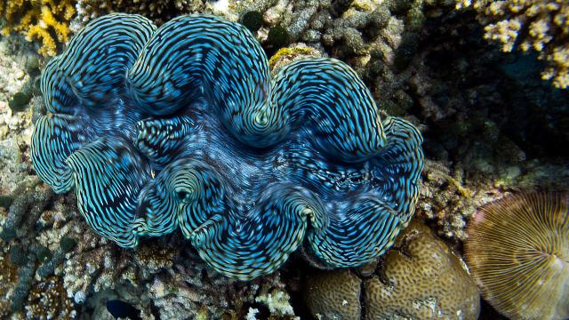 How We Can Help Save the Giant Clam From the Threat of Warmer Waters