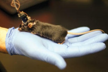GoPro For Mouse Brains Records Neural Circuits In Real Time