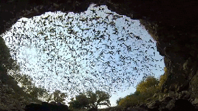 What It Looks Like When Millions Of Bats Fly Away From Their Bat Cave At Once