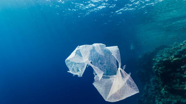We’re Emptying the Oceans of Fish And Filling Them With Plastic 