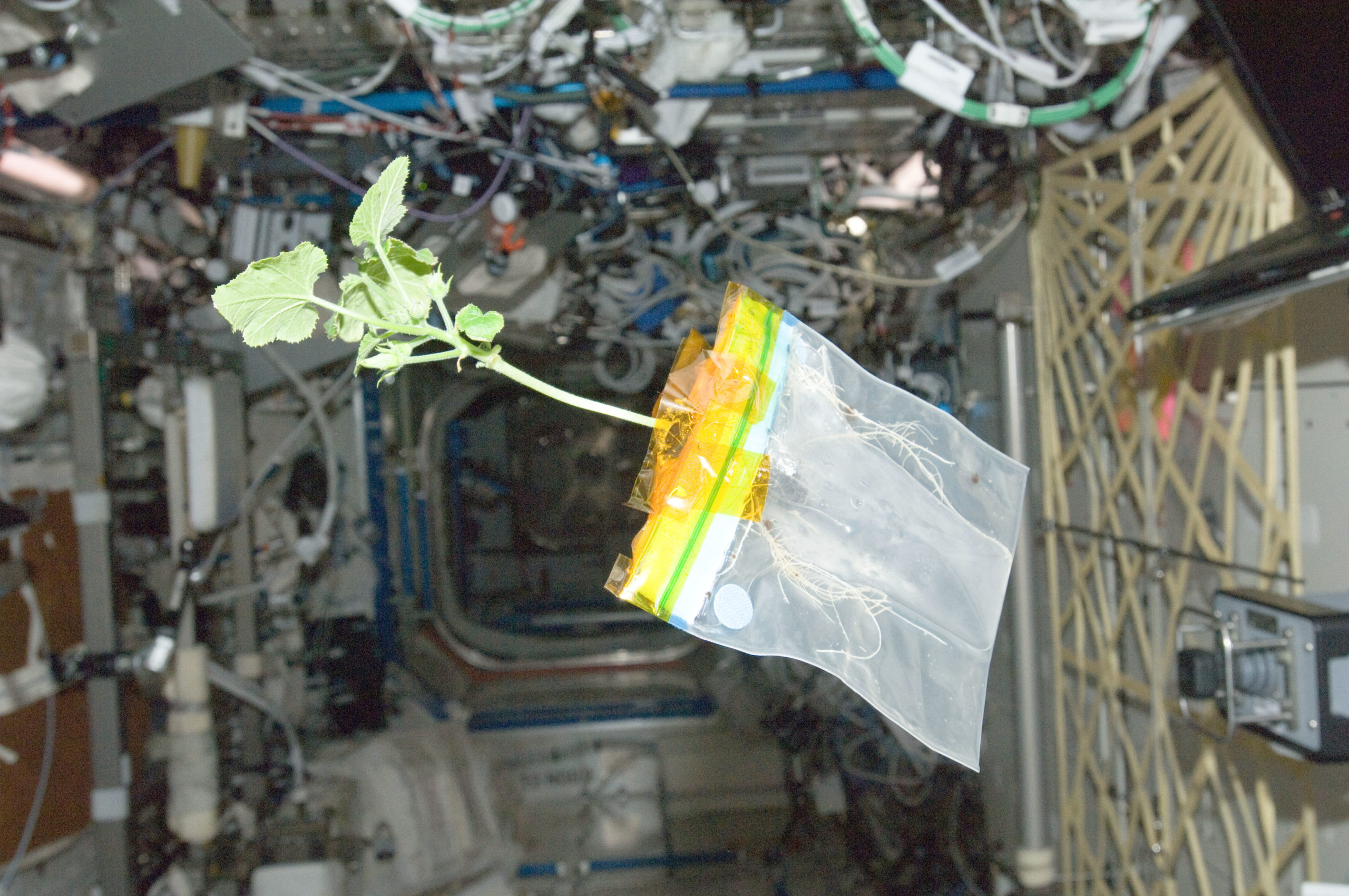 The First Space Flower Bloomed Decades Ago, Not This Week