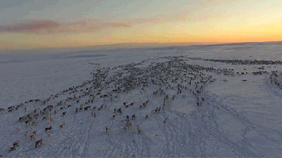The Migration Of Thousands Of Reindeers In The Winter Is Majestic