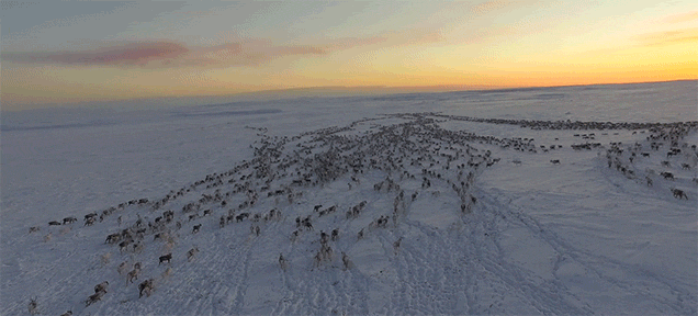 The Migration Of Thousands Of Reindeers In The Winter Is Majestic