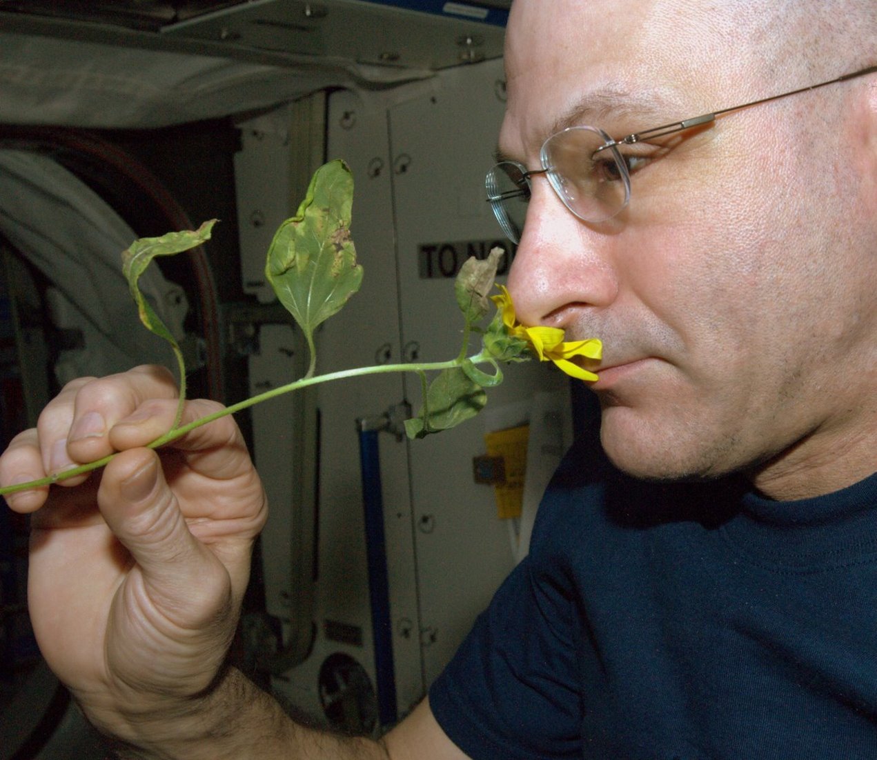 The First Space Flower Bloomed Decades Ago, Not This Week