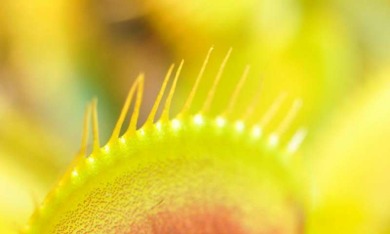The Venus Flytrap Is A Mighty Hunter Because It Can Count