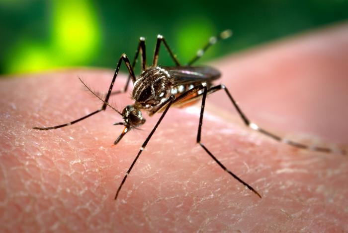 Zika Virus Outbreak Prompts CDC To Expand Travel Advisory