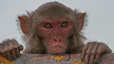 Ethicists Voice Concerns Over Creation Of Humanised ‘Autistic’ Monkeys