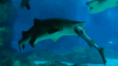 Big Shark Eats Little Shark In Aquarium