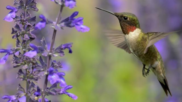 This Is How Hummingbirds Regulate Their Body Temperatures In Flight