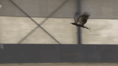 Dutch Police Are Training Eagles To Capture Drones