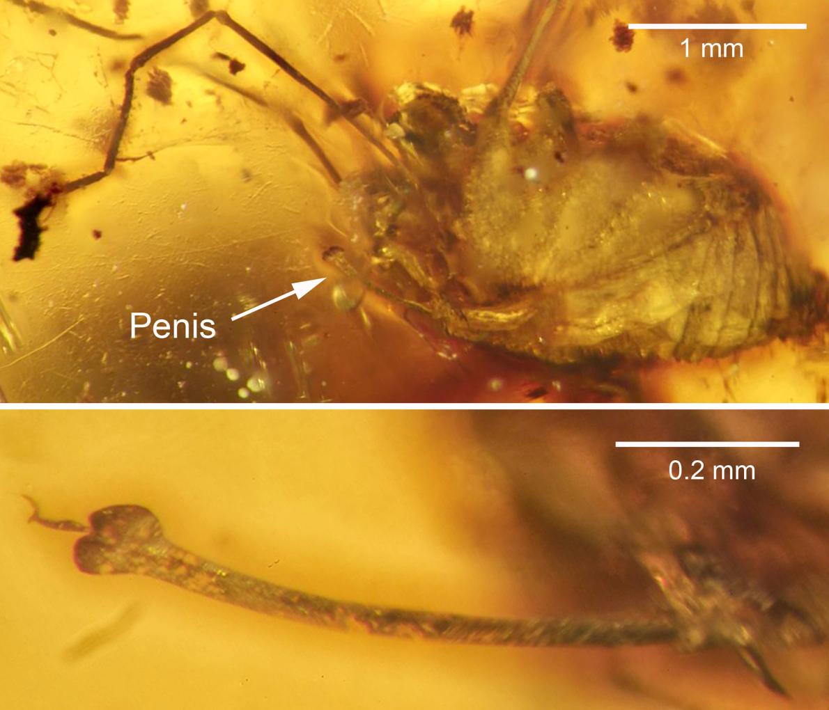 Behold The First Erect Penis Ever Found Preserved In Amber