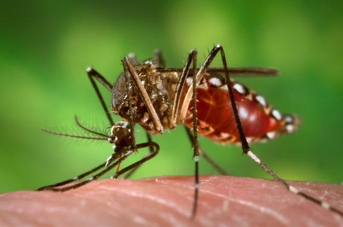 It’s Time To Declare War On Mosquitoes