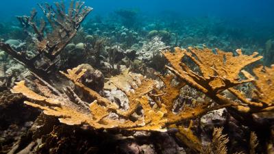 Lab-Grown Coral Is The Latest Hail Mary Plan To Save Earth’s Reefs