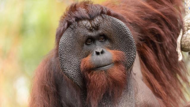 A Wild Female And Male Orangutan Teamed Up To Murder Another Orangutan