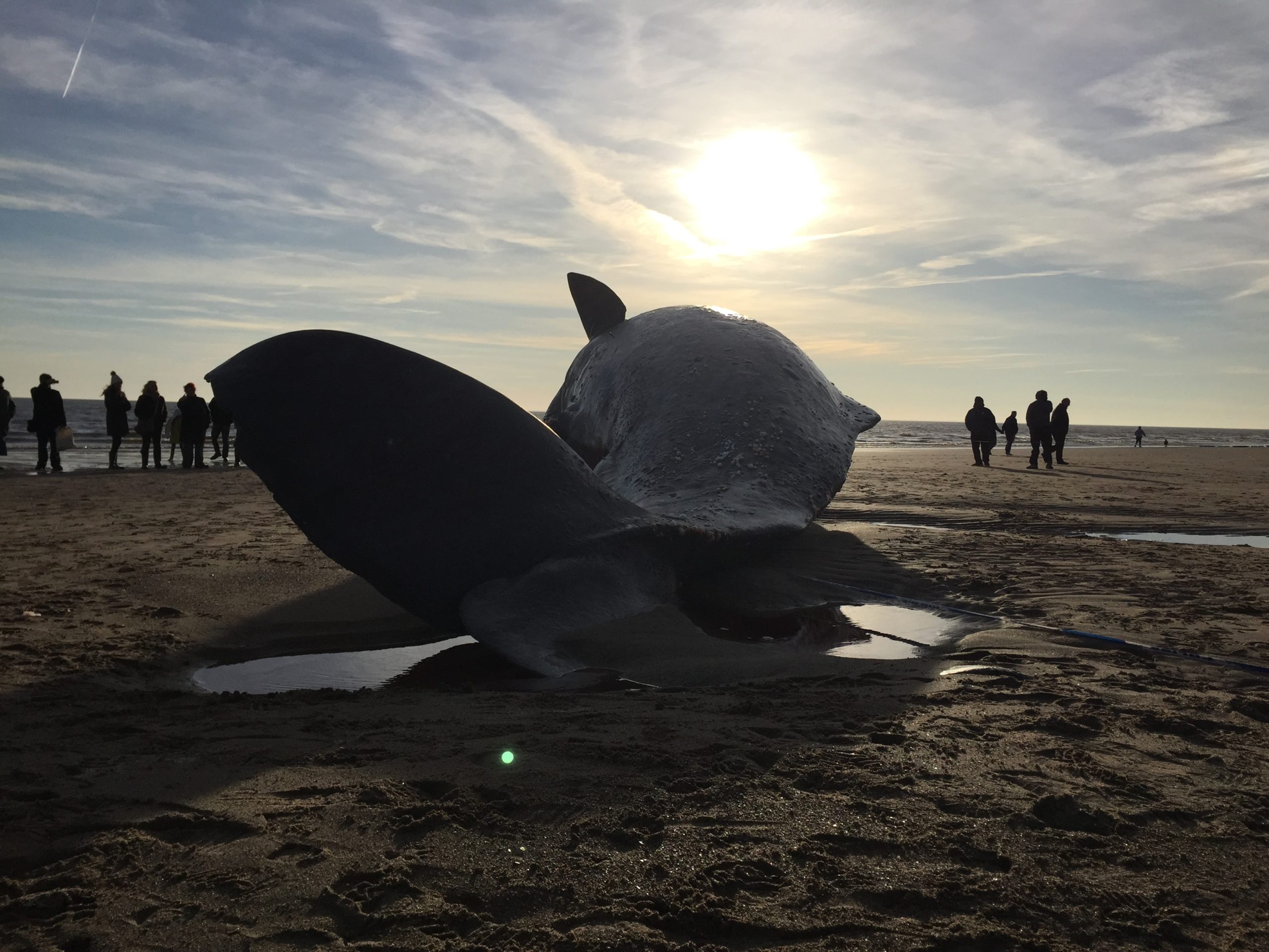 There May Be A Silver Lining To Those Dead Whales On UK Beaches