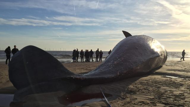 There May Be A Silver Lining To Those Dead Whales On UK Beaches