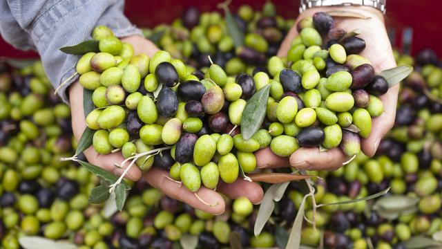 Counterfeiters Have Been Painting Expired Olives To Sell Them