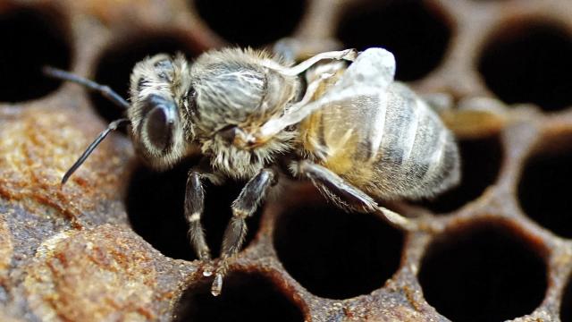 A Deadly Bee Virus Is Spreading And Only Humans Can Stop It