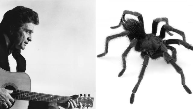 Johnny Cash Has A New Arachnid Namesake