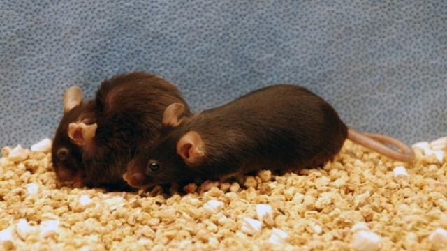 Promising New Therapy Extends Lifespans Of Mice By 35 Per Cent